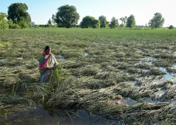 El cambio climático está destruyendo los cultivos indios