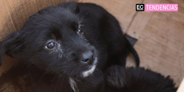 Nuevo caso de maltrato animal en el mercado Las Cuadras conmueve a Quito