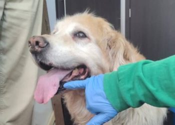 Rescatan a Samanta, perra maltratada en Cedritos, tras protestas e indignación