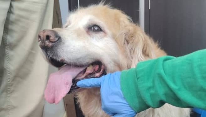 Rescatan a Samanta, perra maltratada en Cedritos, tras protestas e indignación