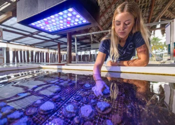 Los complejos hoteleros ayudan a restaurar los arrecifes de coral en medio de las preocupaciones climáticas