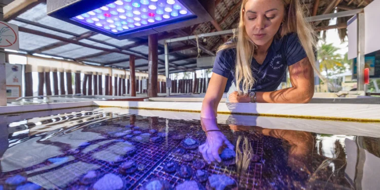 Los complejos hoteleros ayudan a restaurar los arrecifes de coral en medio de las preocupaciones climáticas