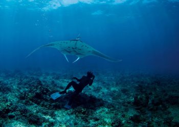 En las Maldivas, el lujo adopta muchas formas