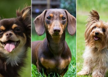 ERROR COMÚN AL ALZAR PERROS PEQUEROS QUE PODRIA DIARARLES LA COLUMNA VERTEBRAL