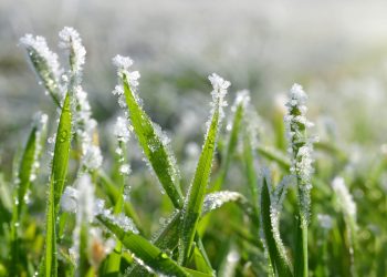 Cómo proteger tu jardín de las heladas tempranas este otoño