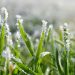 Cómo proteger tu jardín de las heladas tempranas este otoño