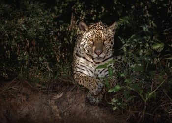 “Yazu”, la cría de jaguar que da esperanza a la preservación de la Panthera onca mexicana, especie en peligro