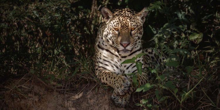 “Yazu”, la cría de jaguar que da esperanza a la preservación de la Panthera onca mexicana, especie en peligro