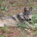 California sacrifica a 4 lobos grises después de un aumento 'sin precedentes' en la matanza de ganado: NPR