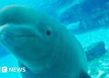 El parque de atracciones canadiense amenaza con sacrificar 30 ballenas beluga