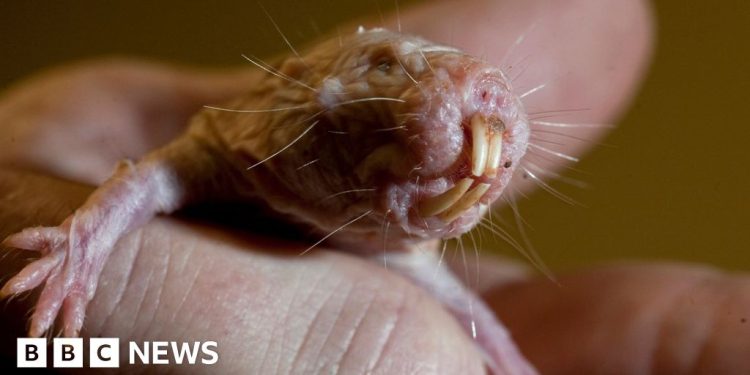 Ratas topo desnudas revelan el secreto genético de una larga vida