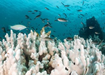 Se ha superado el primer punto de inflexión climático del mundo