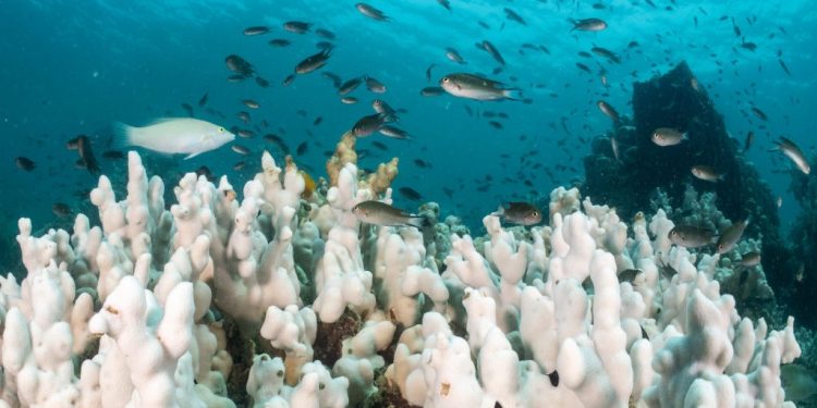 Se ha superado el primer punto de inflexión climático del mundo