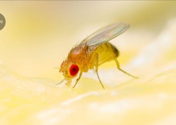 Las bases de datos de organismo modelo enfrentan recortes y cierres de presupuestos