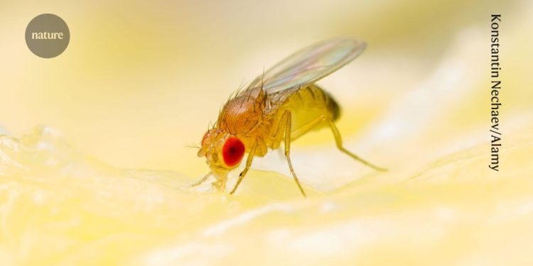 Las bases de datos de organismo modelo enfrentan recortes y cierres de presupuestos