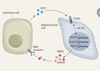 El cáncer de páncreas depende de vías de señalización opuestas para impulsar su diversidad celular