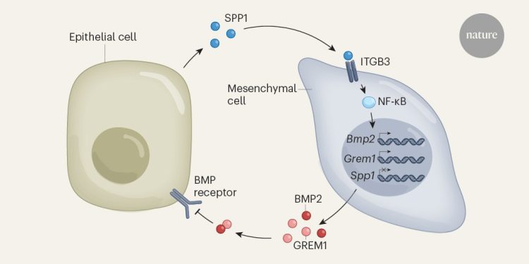 El cáncer de páncreas depende de vías de señalización opuestas para impulsar su diversidad celular