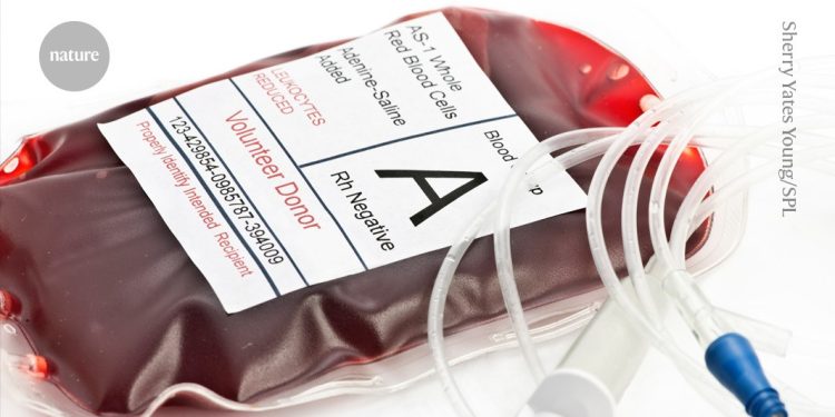 Primer trasplante humano de riñón modificado para tener un tipo de sangre 'universal'