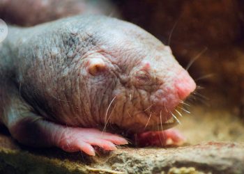 Las ratas topo desnudas viven durante décadas: los ajustes genéticos revelan información sobre el envejecimiento