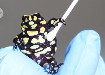 ¿Debería prohibirse la vida silvestre genéticamente modificada? Los científicos sopesan los riesgos