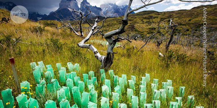 Los créditos de carbono no ayudan con el cambio climático: he aquí por qué