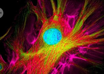 Las proteínas fluorescentes resueltas en el tiempo amplían la paleta de microscopía
