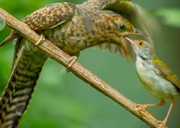 La alerta de intruso de los pájaros da pistas sobre cómo los sonidos adquirieron nuevos significados