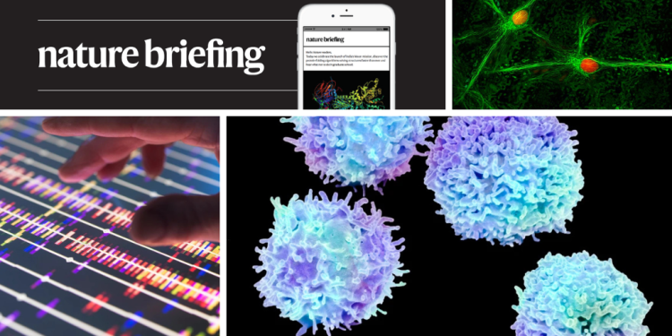 Dolor crónico vinculado a un pequeño grupo de células cerebrales