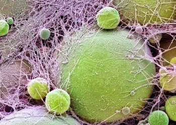 Este gen causa obesidad y protege contra las enfermedades cardíacas