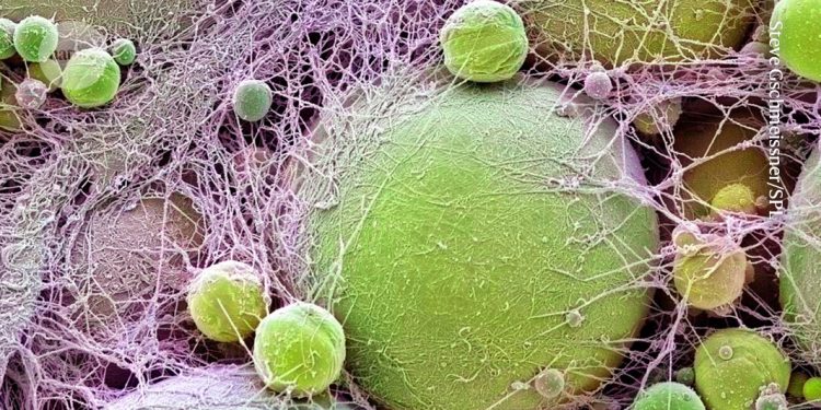 Este gen causa obesidad y protege contra las enfermedades cardíacas