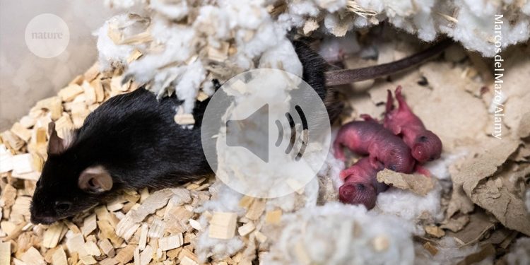 Cómo el hambre y las hormonas hacen que los ratones sean agresivos