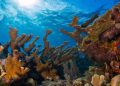 Estos corales icónicos están casi extintos debido a las olas de calor: ¿podrán salvarse?