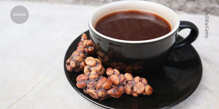 Este café de lujo tipo 'caca de gato' tiene un sabor único: ¿qué hay detrás?