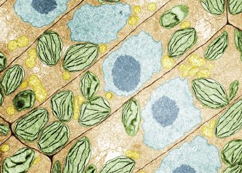 Las plantas tienen un lenguaje secreto que los científicos apenas ahora comienzan a descifrar