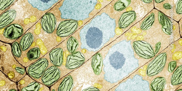 Las plantas tienen un lenguaje secreto que los científicos apenas ahora comienzan a descifrar