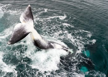 Su secreto podría ayudar a prolongar la vida humana.