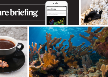 Especies clave de coral están funcionalmente extintas después de una ola de calor sin precedentes