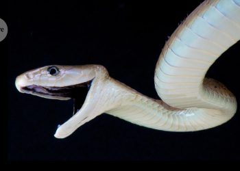 Un solo antídoto protege contra 17 mordeduras de serpientes diferentes