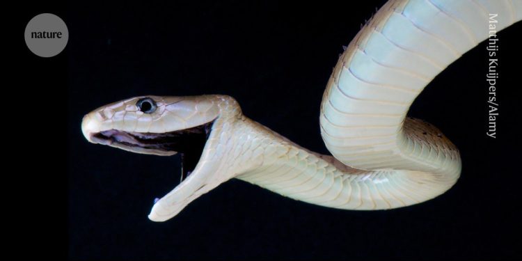 Un solo antídoto protege contra 17 mordeduras de serpientes diferentes