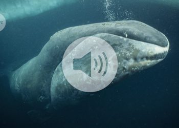 Las ballenas de Groenlandia pueden vivir más de 200 años: esta proteína podría ser la razón