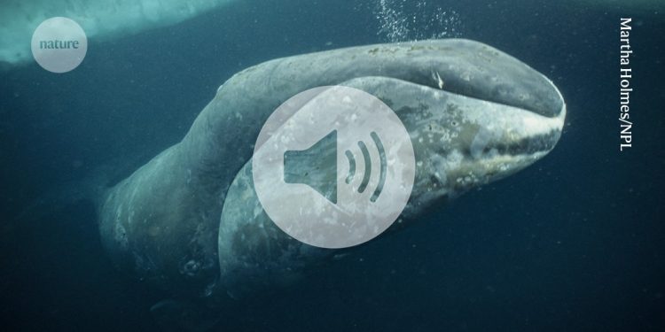 Las ballenas de Groenlandia pueden vivir más de 200 años: esta proteína podría ser la razón