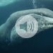 Las ballenas de Groenlandia pueden vivir más de 200 años: esta proteína podría ser la razón