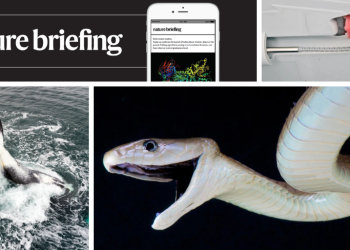 El secreto de la ballena de Groenlandia para vivir hasta los 200 años