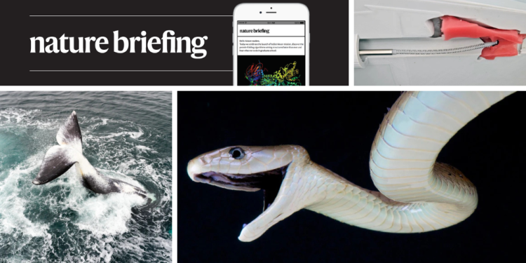 El secreto de la ballena de Groenlandia para vivir hasta los 200 años