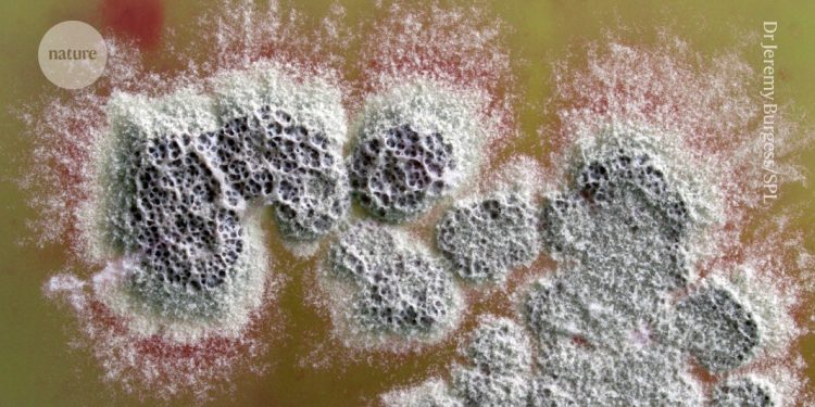 Nuevo antibiótico potente que puede matar superbacterias descubiertas en bacterias del suelo