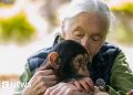 Dame Jane Goodall recordada como 'Héroe verdadero para el planeta'