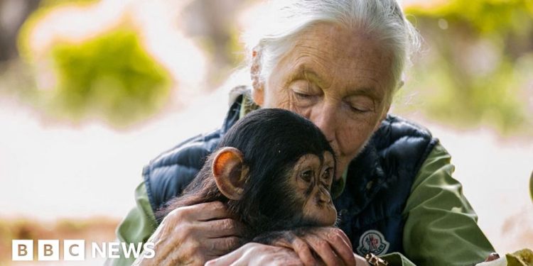 Dame Jane Goodall recordada como 'Héroe verdadero para el planeta'