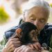 Dame Jane Goodall recordada como 'Héroe verdadero para el planeta'