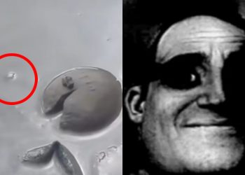 Entre muerte y lodo, aparecen gusanos cola de ratón en Poza Rica y es más grave de lo que imaginas.