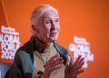 La Dra. Jane Goodall, experta y conservacionista de chimpancés innovador, ha muerto